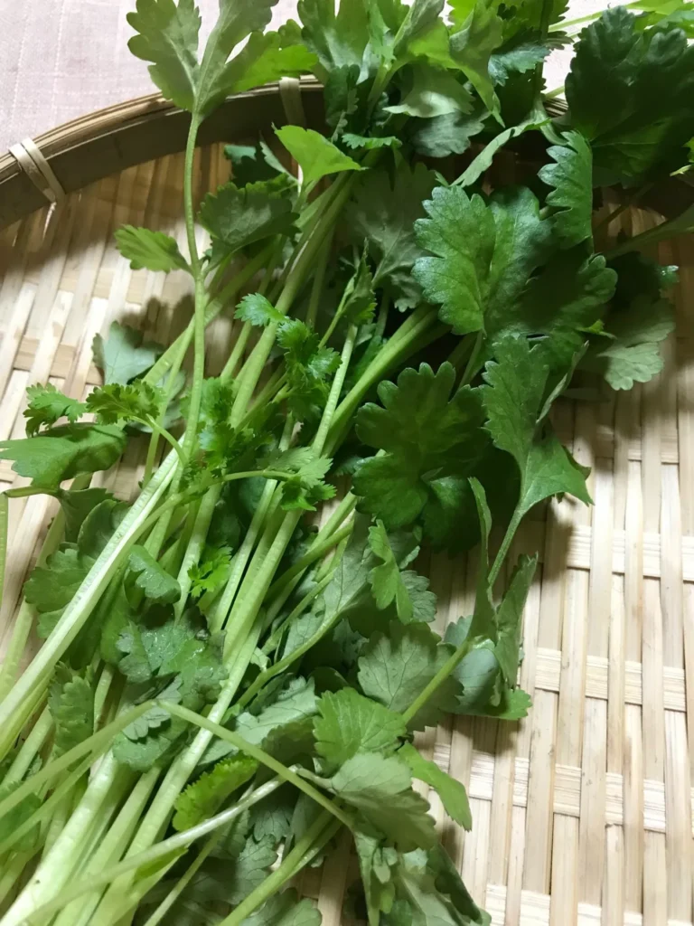 パクチーに似てる野菜を調査