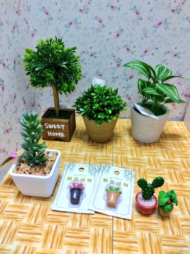 セリアで観葉植物を見つけるためのポイント