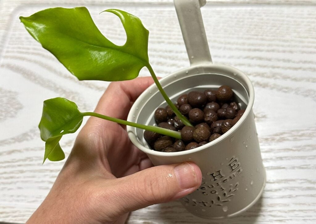 セリアに観葉植物が売ってない理由を徹底解説