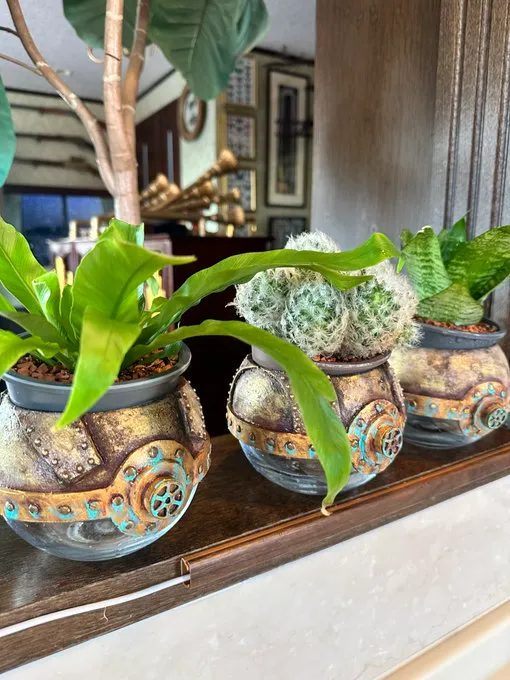 セリアの観葉植物は販売終了・廃盤になったのか?