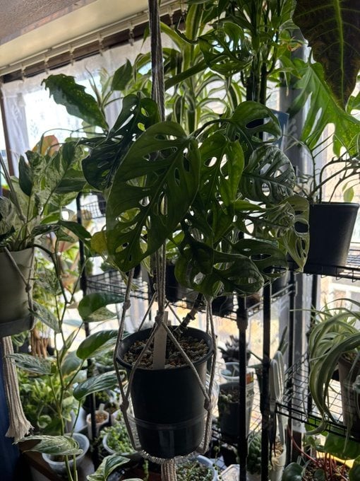 セリアの観葉植物は初心者でも育てられますか?