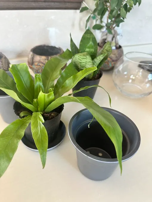 セリアの観葉植物売り場コーナーはどこ?探し方のコツ