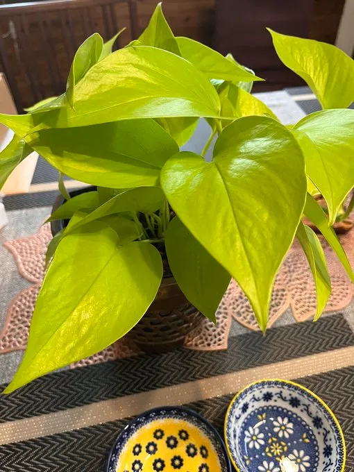 セリア以外で100円ショップの観葉植物を探すなら