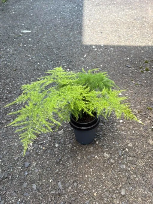 セリアで観葉植物が買える時期はいつですか?