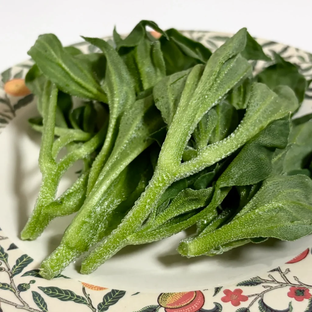 アイスプラントとは?注目の機能性野菜の特徴