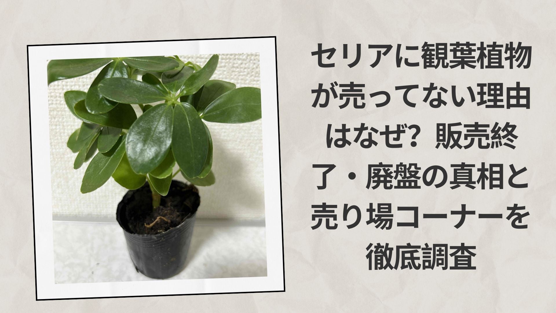 セリアに観葉植物が売ってない理由はなぜ?販売終了