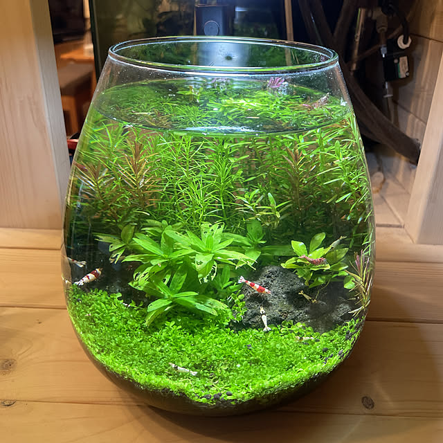 ダイソー-水草の種-育て方-レビュー, ダイソー-水草の種-発芽-失敗-対策, ダイソー-水草の種-アクアリウム-体験談, ダイソー-水草の種-絨毯レイアウト-コツ
